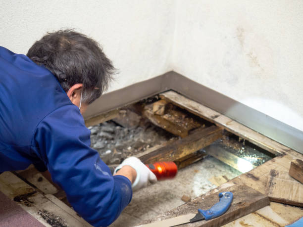 Best Fast Mold Removal  in Williams, OR