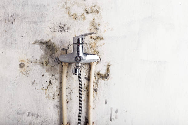 Best Affordable Mold Removal  in Williams, OR