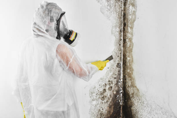 Best Office Mold Removal Services  in Williams, OR