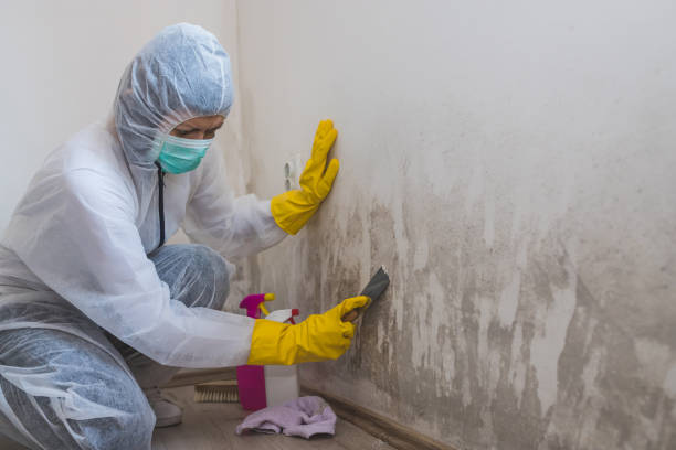 Trusted Williams, OR Mold Removal Experts