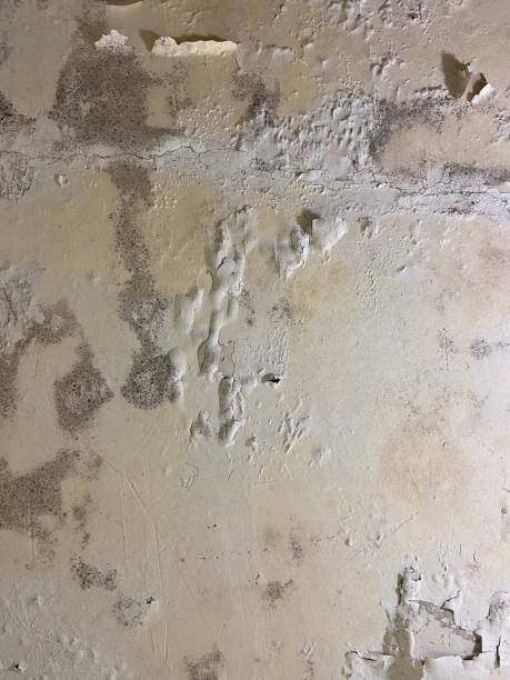 Best Mold Testing  in Williams, OR
