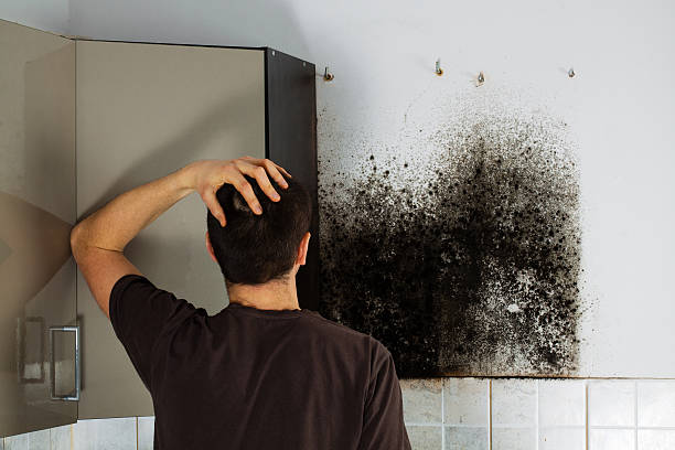 Best Crawl Space Mold Removal  in Williams, OR